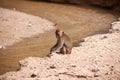 Monkey sitting by the water on the sand beach. Wildlife nature scene. Royalty Free Stock Photo
