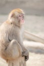 Monkey sitting on wood with complicated face,white light background Royalty Free Stock Photo