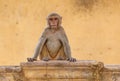 Monkey sitting at yellow building Royalty Free Stock Photo