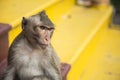 Monkey sitting on the yellow stairs