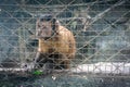 Monkey sitting in zoo cage Royalty Free Stock Photo