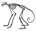 Monkey Skeleton, vintage illustration