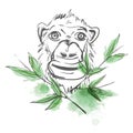 Monkey sketch. Monkey in bamboo leaves