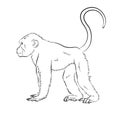 Monkey Sketching Vector Illustration