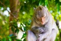 Monkey sleep at Koh Sam Muk,Chon Buri, Thailand