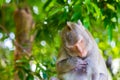 Monkey sleep at Koh Sam Muk,Chon Buri, Thailand. Royalty Free Stock Photo