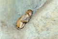 Monkey sleep Royalty Free Stock Photo