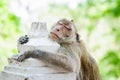 Monkey sleep, Royalty Free Stock Photo