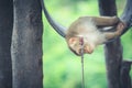 Monkey sleeping on barrel in the park