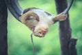 Monkey sleeping on barrel in the park