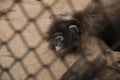 Monkey sleeping in a cage