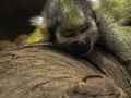 Monkey Sleeping Royalty Free Stock Photo
