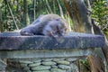 Monkey Sleeping on a Stone Pillar