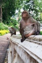 Monkey Sleeping Royalty Free Stock Photo