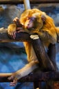 The monkey is sleeping on the timber. Northern pig-tailed macaque