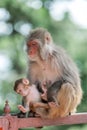 Monkey Royalty Free Stock Photo