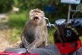Monkey snarled sitting on a motorbike. Asia.