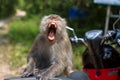 Monkey snarled sitting on a motorbike. Nature.