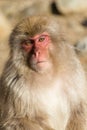 Monkey Royalty Free Stock Photo