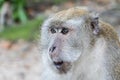 Monkey in songkhla thailand. Royalty Free Stock Photo