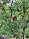 Monkey spoted in Jungel On a Tree