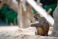 A monkey squatting under a tree is seriously looking at a white transparent plastic bottle Royalty Free Stock Photo