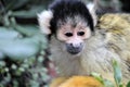 Monkey squirrel black capped face Royalty Free Stock Photo