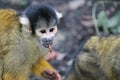 Monkey squirrel black capped meal worm in mouth Royalty Free Stock Photo