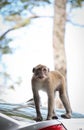 monkey standing on car with funny looks