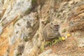 Monkey standing on edge of crater on Kelimutu and eating fruit