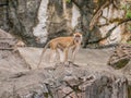 Monkey Standing on a Stone Cave