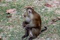 A monkey sitting at Monkey Hill, Phuket Royalty Free Stock Photo