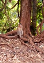 Monkey stands on a stump in front of passers-by in a cage at the zoo Royalty Free Stock Photo
