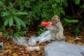 Monkey Stares at Plastic Bottle Found on Island Vietnam