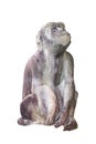 Monkey statue isolated on white background