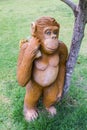 Monkey statue in lawn Royalty Free Stock Photo