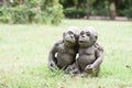 Monkey statue on the lawn Royalty Free Stock Photo