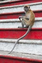 Monkey on steps red white