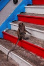 Monkey sitting on the steps