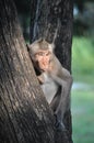 The monkey is sticking out (the tongue) Royalty Free Stock Photo