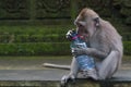 Monkey and a stolen bottle