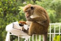 Monkey stolen and eating a cake