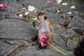 Monkey on stone with flower in hand