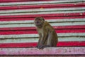 Monkey on stone steps