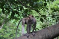The monkey stop on big branch tree in nature at thailand