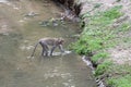 The monkey stop on river in nature at thailand