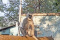 Monkey on the street of Rishikesh Royalty Free Stock Photo