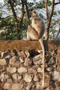 Monkey on the street of Rishikesh Royalty Free Stock Photo