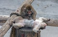 Monkey style of relationship