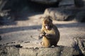 Monkey in the sun